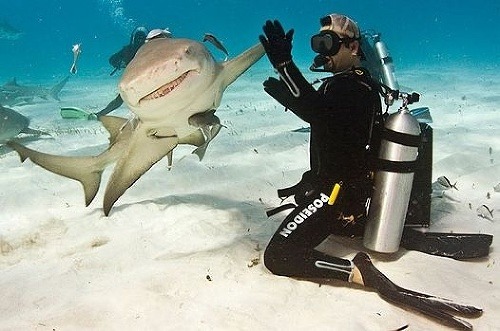 Krásne FOTO: Vysmiaty žralok
