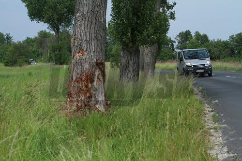Do tohto stromu narazilo auto v rýchlosti 130 km/h