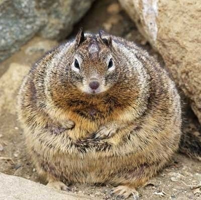 V prípade tejto obéznej veveričky z Kalifornie sa potvrdzuje, že nie vždy je správne, keď ľudia kŕmia zvieratá.