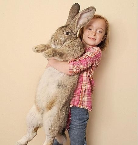 Najtučnejší králik na svete pochádza z Worcestru a váži úctyhodných 22 kilogramov. Každý deň zožerie 12 mrkiev, 6 jabĺk, 2 kapustové hlavy a samozrejme kopec sena.