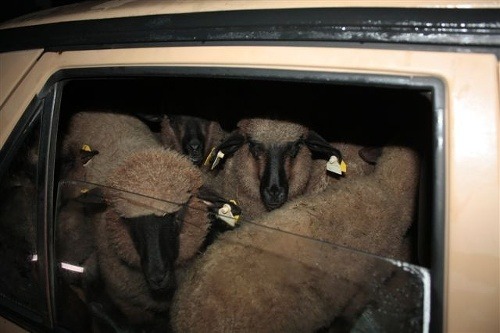 NAJ kuriozity roka: Ovce