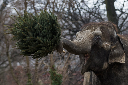 Slony v berlínskej zoo