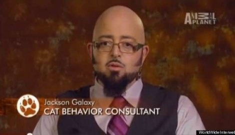 Konzultant pre správanie sa mačiek.