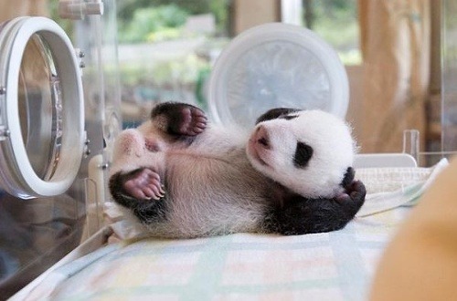 Nenormálne rozkošné FOTO pandy: