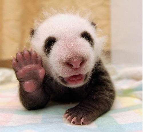 Nenormálne rozkošné FOTO pandy: