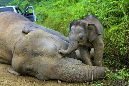 Srdcervúce FOTO sloníčaťa: Zúfalo