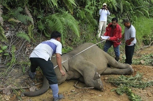 Slony v Gunung Rara