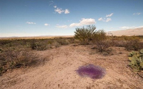 Gule ležia na jednom mieste v arizonskej púšti