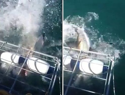 Zlovestný žralok napadol potápačov: