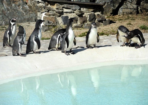 V košickej ZOO budú krstiť tučniaky.