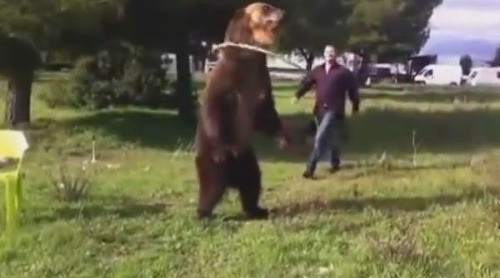 Talentovaný medveď z Ruska: