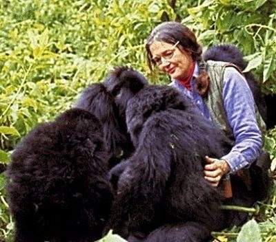 Google spomína: Dian Fossey