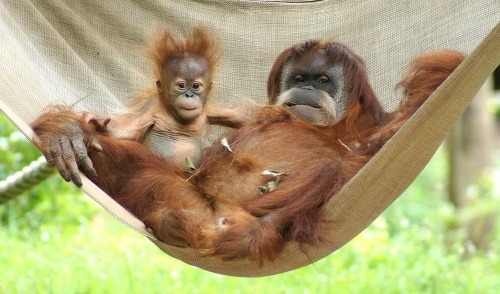Orangutan Pongo po roku