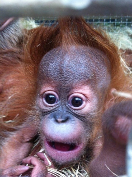 Orangutan Pongo po roku