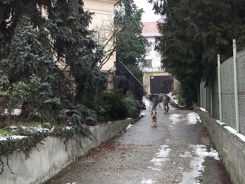 Jozef Ševc a jeho psy vo vile na Palisádach