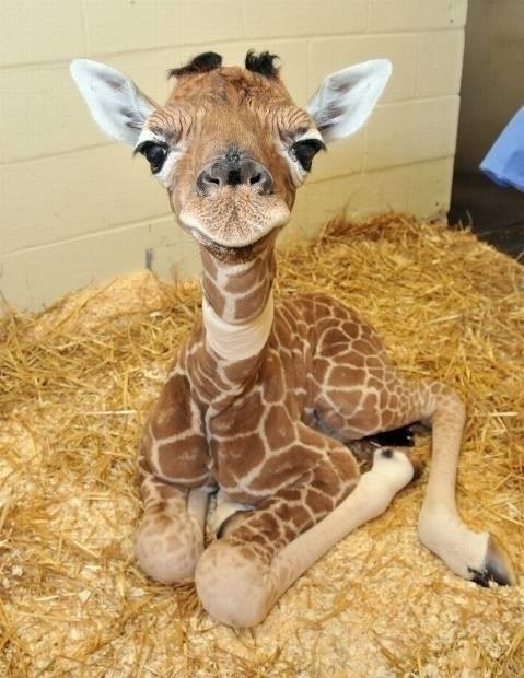 Žirafa Marius