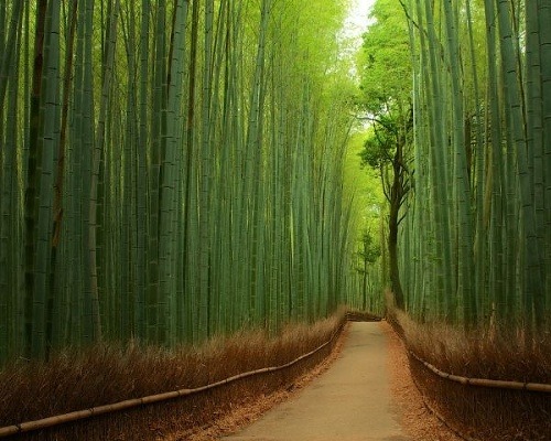 Bambusový les, Japonsko
