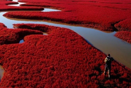 Červená pláž v delte rieky Liaohe, Čína