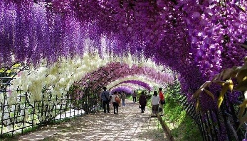 Kvetinový tunel, Japonsko