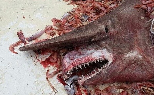 Žralok škriatok budí rešpekt