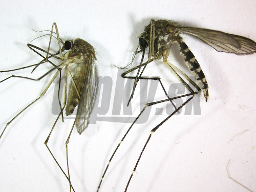Komáre sú verejným nepriateľom