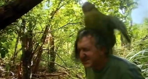 Zoológ vyrušil papagája pri