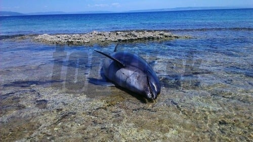 Uhynutého delfína objavili na