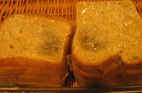 Plesnivý chlieb v bratislavskom
