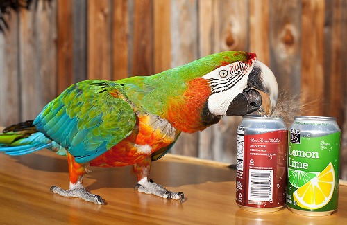 Vynaliezavý papagáj Zac otvára svoje obľúbené nápoje zobákom