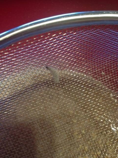 Larva v špaldovej múke