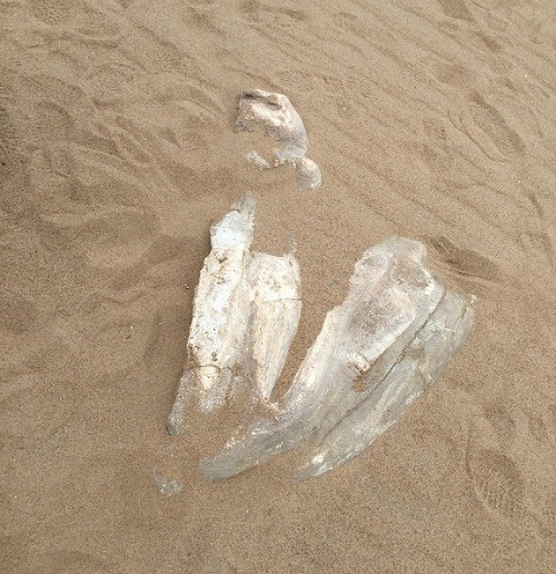 Časť hollywoodskej sfingy pochovaná v piesku