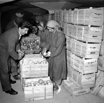 Pracovníci skladu triedia jablká. Mesiac pred vianočnými sviatkami mali pracovníci distribúcie plné ruky práce. Blížili sa Vianoce, sviatky radosti a tým aj zvýšený nákupný ruch v predajniach, ktoré treba včas a hojne zásobiť tovarom širokého sortimentu. (1956)