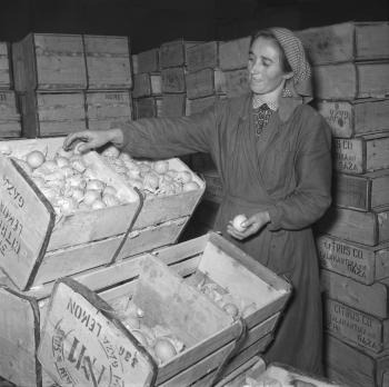 Pracovníčka skladu triedi citróny privezené zo zahraničia. (1956)