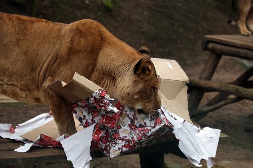 Zvieratká už rozbalili darčeky: