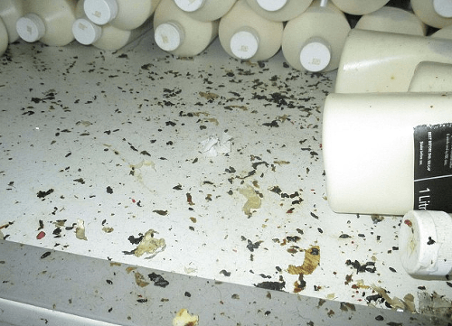 V priestoroch na uskladňovanie potravín bolo plno myšieho trusu