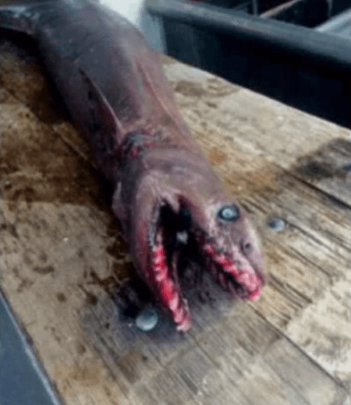 VIDEO Rybári chytili hororovú