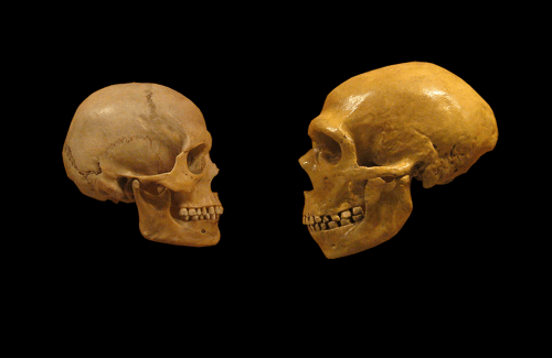 Porovnanie lebky moderného človeka a neandertálca