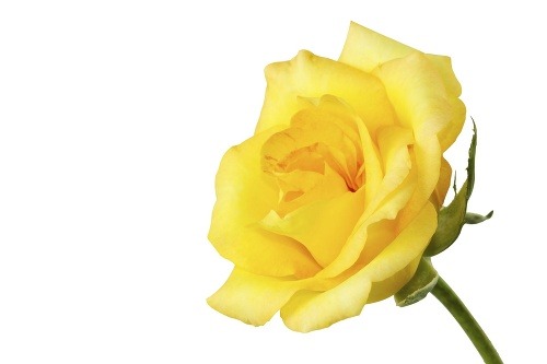 Žlté ruže vo Francúzsku zvyčajne naznačujú neveru a v Mexiku smrť!