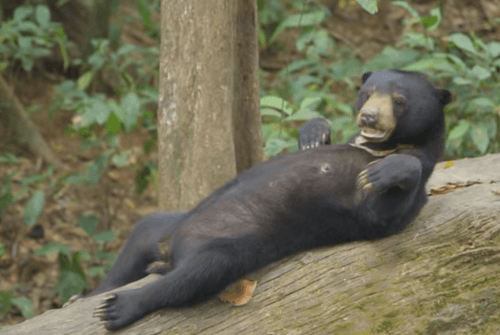 Ochrancovia prírody hovoria, že išlo o medveďa malajského s kožnou chorobou