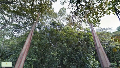 Fotografie amazonského pralesa
