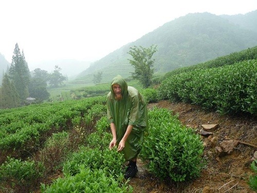 Norbert Synčák pri zbere čínskeho čaju Dračia studňa v Hangzhou