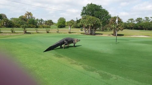 Golfisti zachytili obrie monštrum: