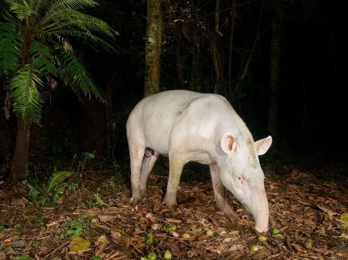 Albinotický tapír juhoamerický
