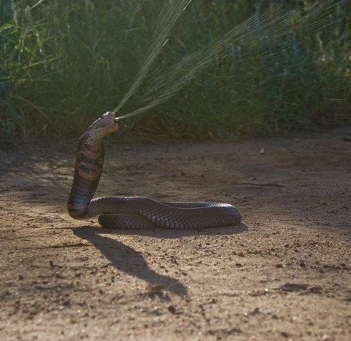 Pľuvacia kobra čiernokrká, Foto: Flickr/Steven Gilham