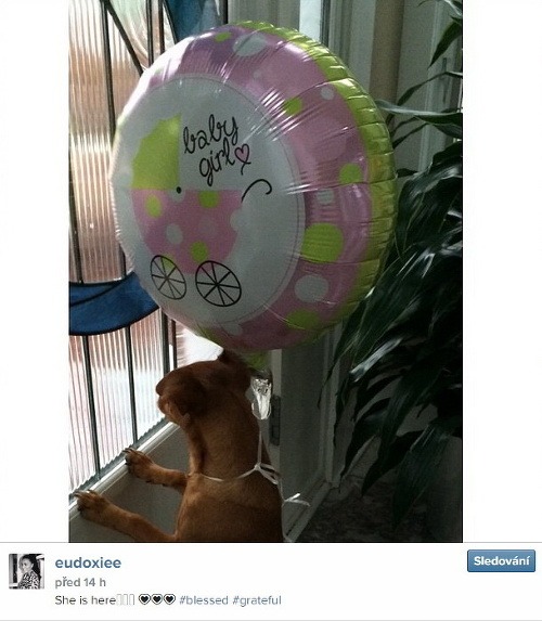 Fotkou psa s balónikom oznámila šťastná mamička príchod bábätka. 