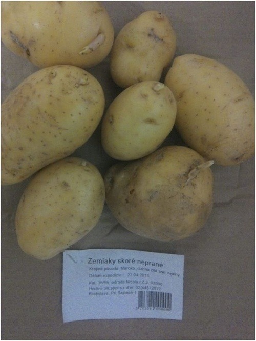 Predaj naklíčených zemiakov „skorých nepraných“ 