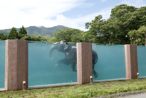 Slony v Japonsku môžete