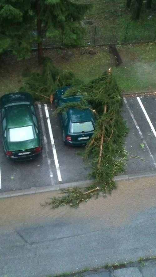 V Martine spadol strom