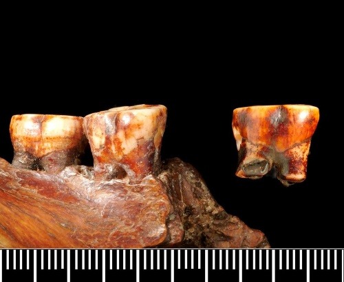 Zuby boli zbrúsené, nafarbené a iba stovky rokov staré!