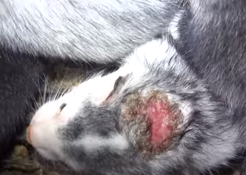 Bolestné VIDEO zvierat z